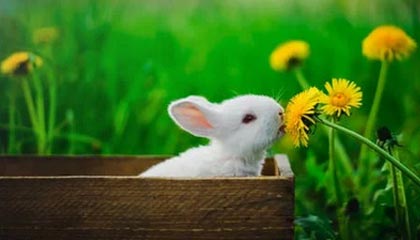 开云官方网站：开启数字生活的新入口